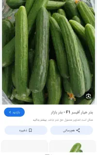 خیار بوسون