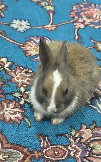 خرگوش
