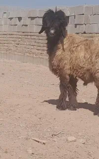 بره قوچی