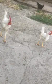 خروس