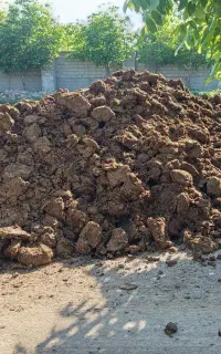 پهن گاوی