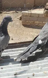 کبوتر