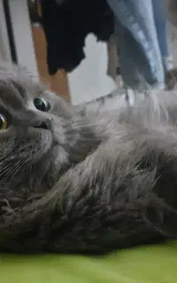 گربه نر اسکاتیش آماده جفتگیری