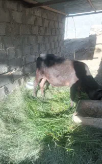 گوساله نر بره