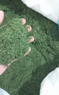 سبزی خشک