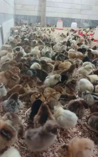 جوجه رنگی محلی سلطان اصلاح نژاد شده