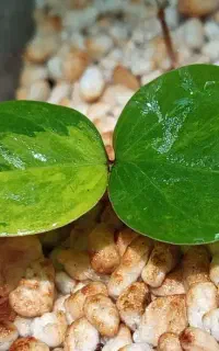 زاموفیلیا ابلغ هلندی