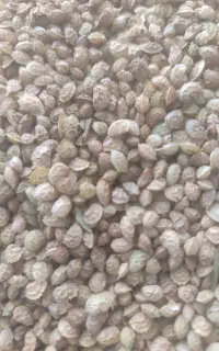 تخم شبدر خشه محلی