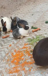 خرگوش