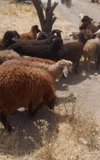 گوسفند و گوساله زنده