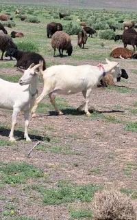 2 راس بز سانن شیردار و آبستن آرام