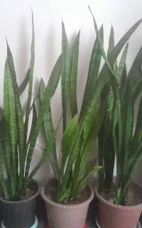 گل سانسوری و