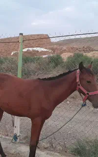 کره یک ساله ترکمن