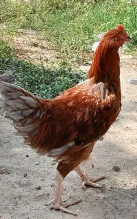 مرغ محلی
