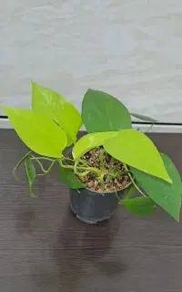 گیاه طبیعی