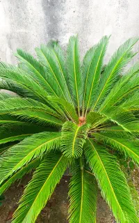 سیکاس با اصالت و بسیار بزرگ (۱۳ ساله)