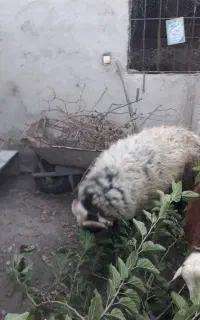 قوچ