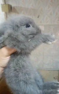 خرگوش لوپ