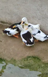 اردک بالغ ۴عدد محلی