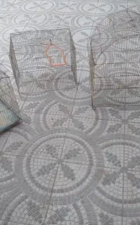 قفس پرنده
