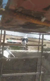 کبوتر
