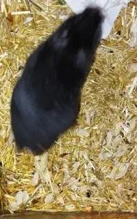 هـمـسـتر سـوری