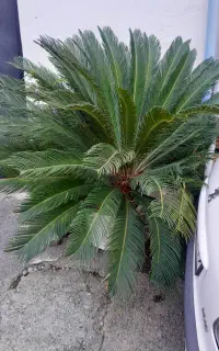 گل سیکاس