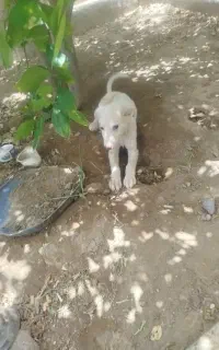 اپارتمانی پامر