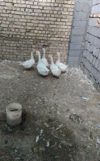 غوغاز و غاز