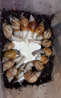 فروش حلزون آچاتینا