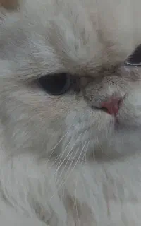 گربه نر جفت گیری