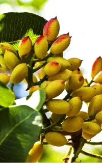 خرید پسته کال روح درخت
