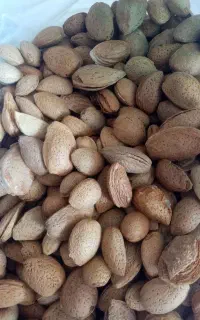 بادوم درختی