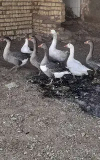 غاز