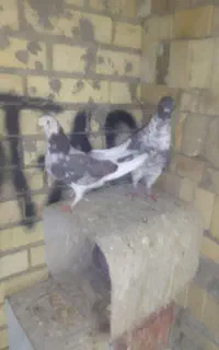 ۴ جفت کبوتر فروشی
