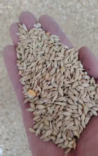جو خارجی (آلمان)
