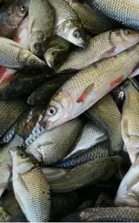 ماهی کپور طلایی