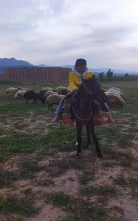 اسب خیلی آرام و گلگی