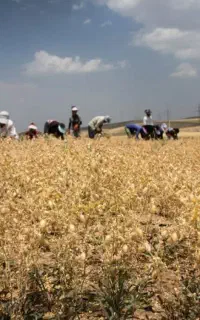 کارگر برای دسکنه نخود