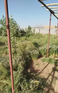 باغبانی.هرس درخت.اره برقی