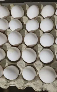 کارگر مرغداری تخمگذار خانواده ۴یا ۵نفره کارکن