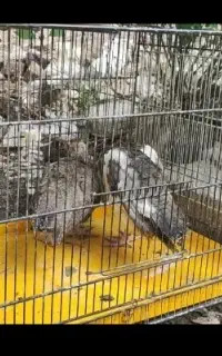 ۲ عدد طاووس گم شده حوالی شیخ مهدی