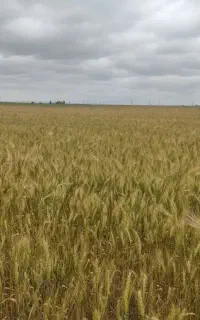 کاه کوبیده
