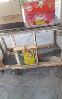لانه مرغ و کبوتر