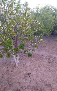 فنس کشی استخر ساختمان بنا