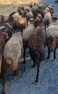 ۷۰راس میش‌گوسفند