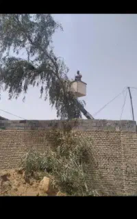 بریدن انواع درختان ونخل هرسکاری وچمن اره بالابر
