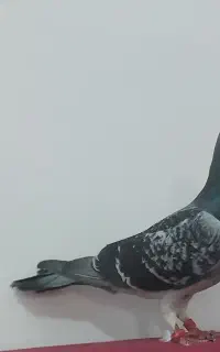 فروش کبوتر پلاکی