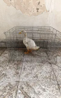 اردک
