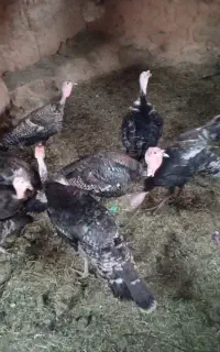 بوقلمون